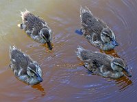 frieda 243  Kolgansies : frieda